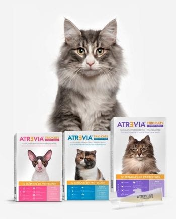 ATREVIA TRIO CATS-Pipeta antipulgas para gatos