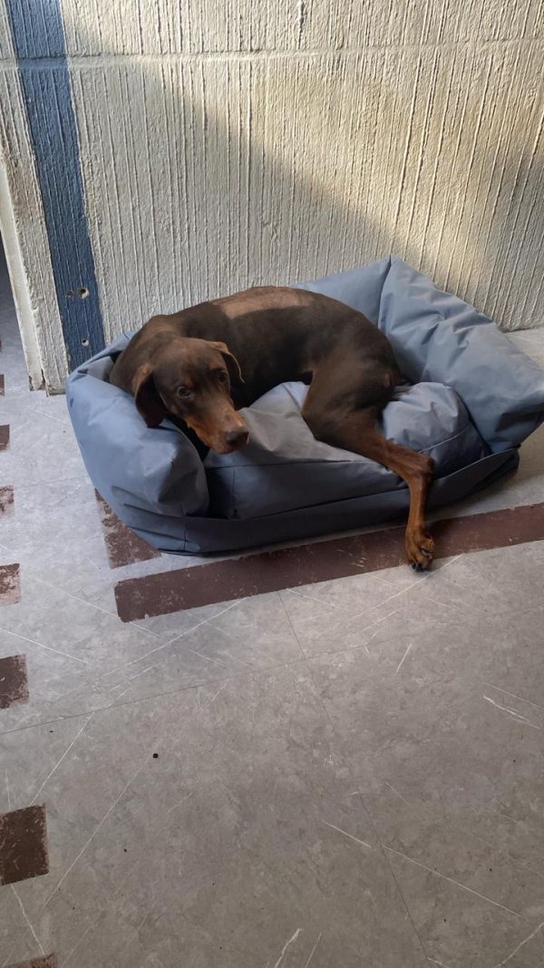 CAMA MONDO para perros anti-agua